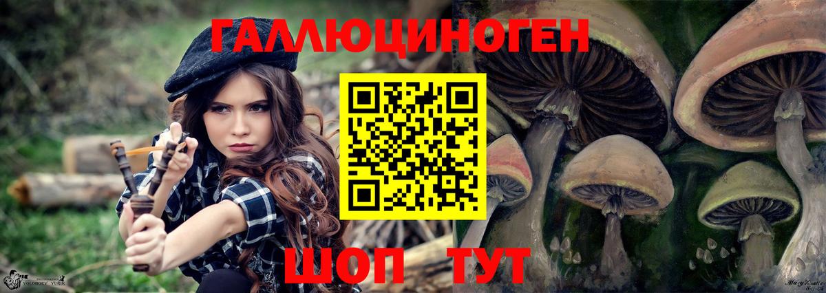 Псилоцибиновые грибы Psilocybe Людиново